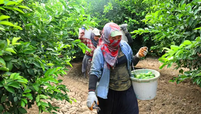 Markette Kilosu 150 Lirayı Aşan Ürünlerde Fiyat Düzenlemesi Bekleniyor!