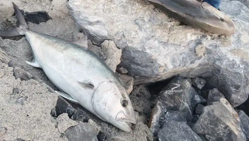 Oltayla Yakalanan 65 Kiloluk Balık, 18 Bin TL’ye Satıldı!