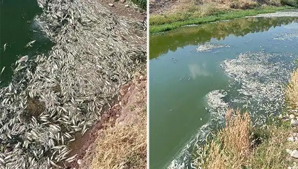 Karasu Çayı'ndaki Balık Ölümleri: Kaynağı ve Etkileri Nedir?