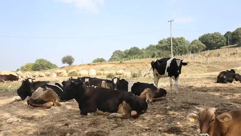Şap Hastalığı Tehlikesi: 22 Köyde Giriş ve Çıkış Kısıtlaması Getirildi