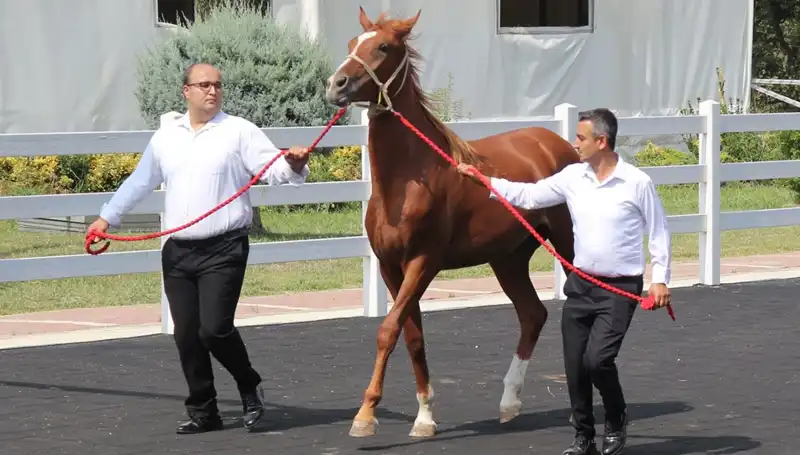 Rekorları Kıran "Taşkın Kral": Doğa ve İnsanoğlu Dengesini Nasıl Sağlayacak?
