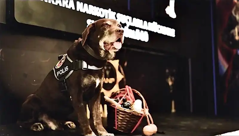 Ankara Emniyeti'nin Efsane Narkotik Köpeği 'Toma' Emekli Oldu!
