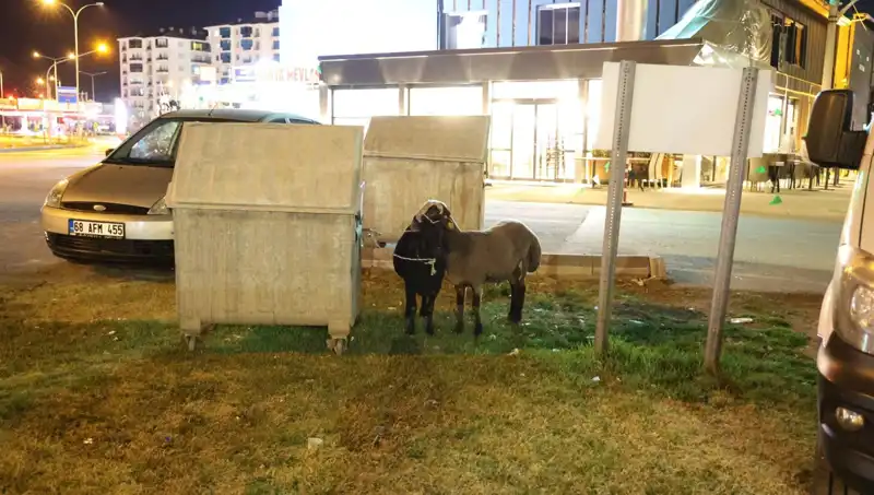 Mor Karaman Koyunları Yalnızlığa Terk Edildi: Nedenleri veSonuçları