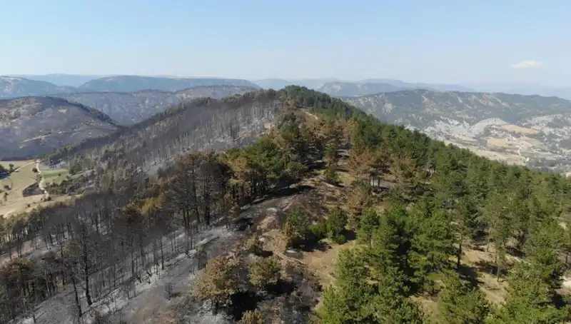 Bolu'da Tarihi Fidan Dikimi, 5 Milyondan Fazla Fidan Toprakla Buluşuyor