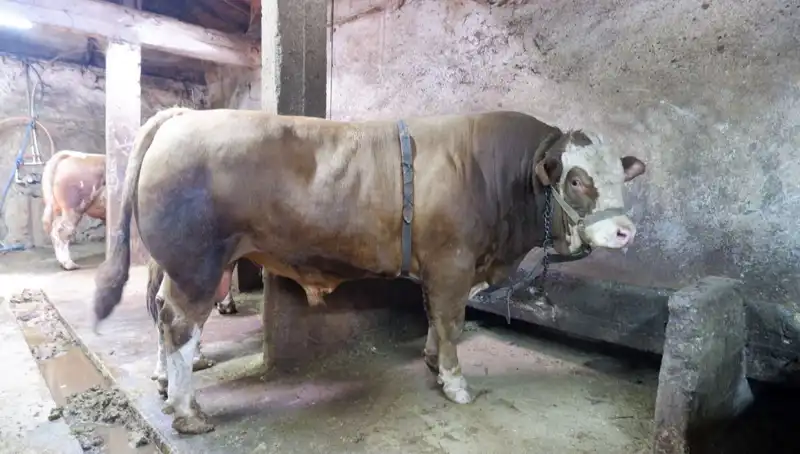 1 Ton 200 Kilo Ağırlığında Bir Eşya Satıldı: Fiyatı Şaşırttı!