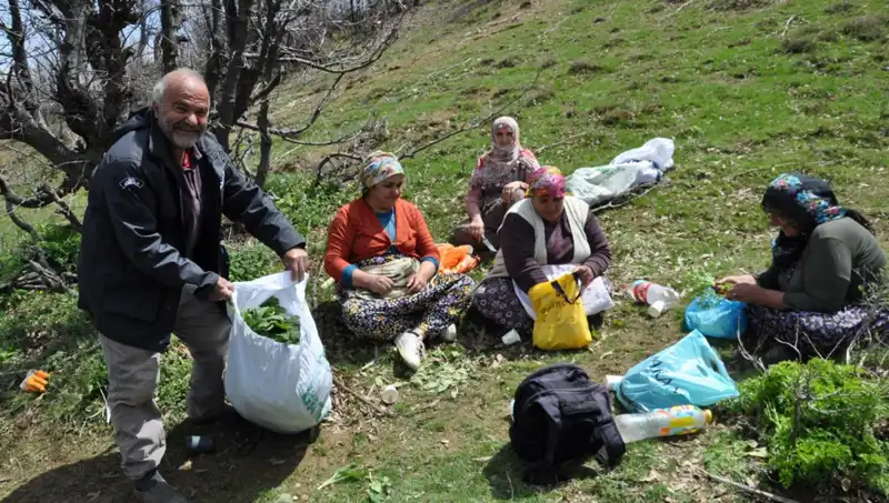 Yürüyerek Toplamak İçin 5 Saat Yol Giden Aileler: Kilosu 250 Lira
