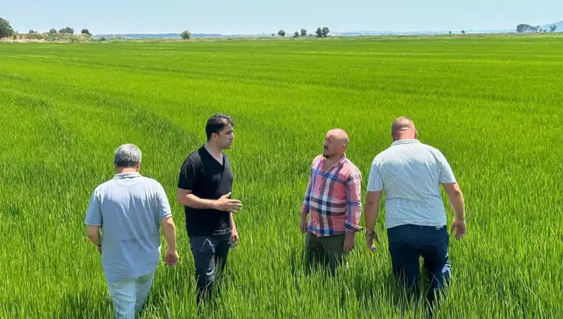 Çeltikte Rekor Hasat Beklentisi: Yeşil Deniz Uğruyor