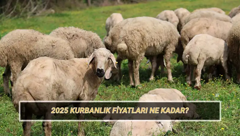 2025 Kurban Fiyatları Açıklandı: Büyükbaş ve Küçükbaş Fiyatları Nedir?