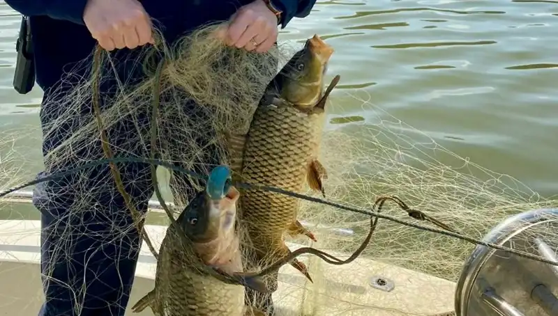 Samsun'da Ağa Takılan Balıklar Kurtarılınca Doğa Sevinçle Dolu