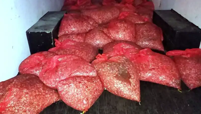 Samsun'da Şok Operasyon: 1,5 Ton Kaçak Midye Ele Geçirildi