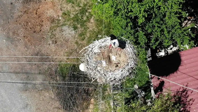 Baharın Müjdecisi Yuvasına Döndü: 22 Yıldır Aynı Yer!
