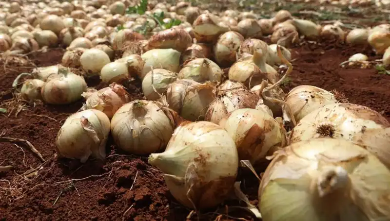 Hatay’da Soğan Hasadı Başladı: Rekolte Çiftçiyi Sevindiriyor