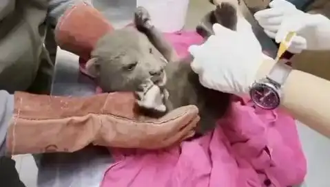 Karabük'te Büyüleyici Bir Keşif: Yavru Bozayı Ormanda Bulundu!